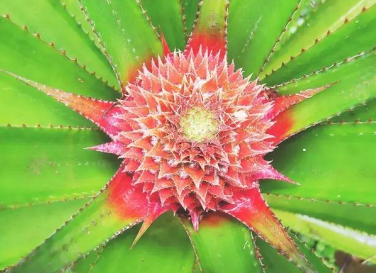 菠萝花卉的养殖方法