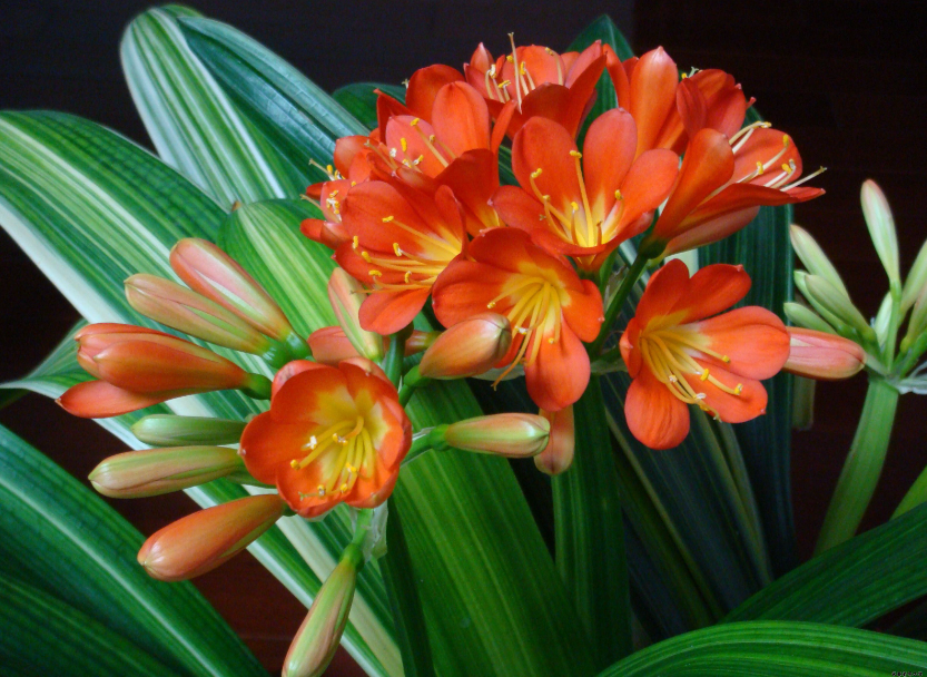 君子兰花可以用鸡蛋做肥料吗