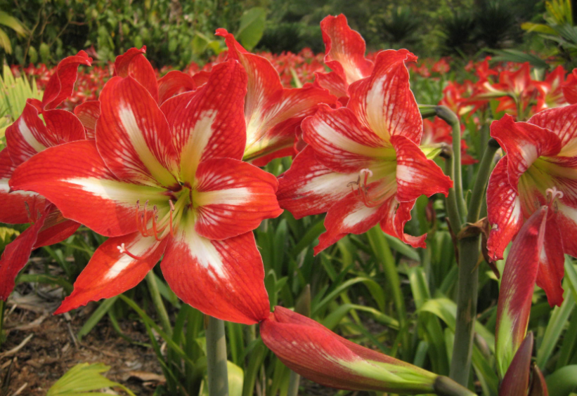 怎样让朱顶红一年多次开花