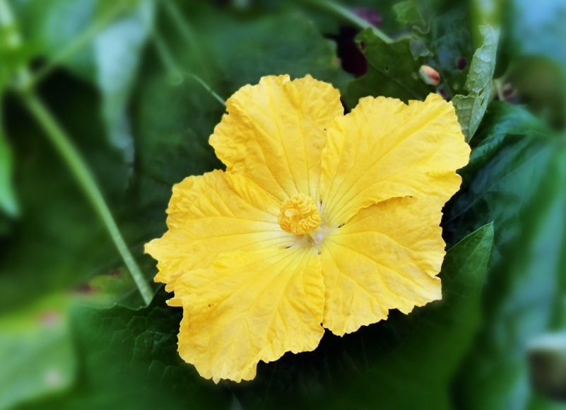 丝瓜花为什么有的结果有的不结果