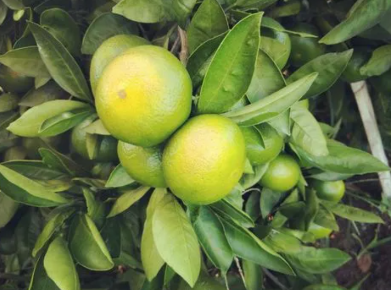 桔子树的种植方法和注意事项