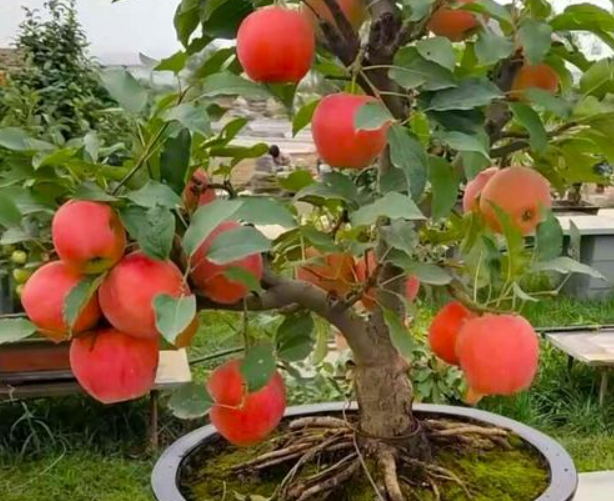 矮化苹果树第三年修剪