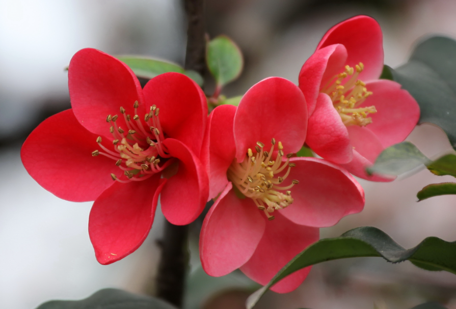 海棠花种植和养护方法