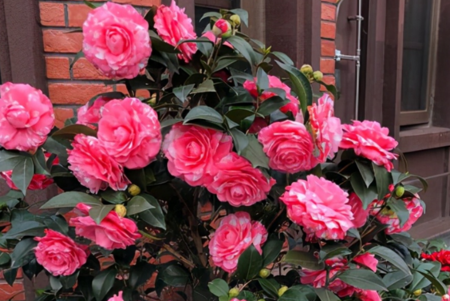 山茶花在北方怎么养