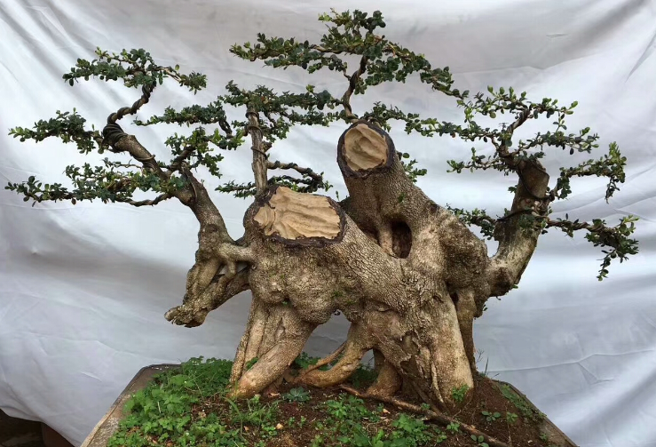 盆景树桩野外采挖过程