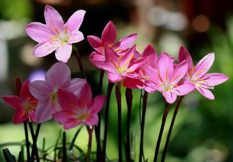 韭菜莲开完花如何修剪