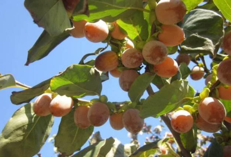 君迁子可以嫁接什么树苗