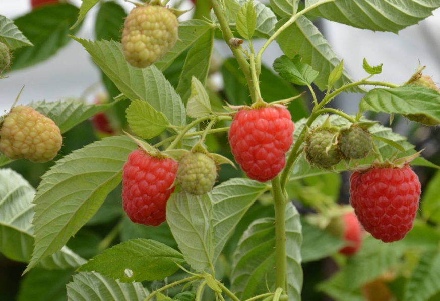 树莓适合在什么地方生长