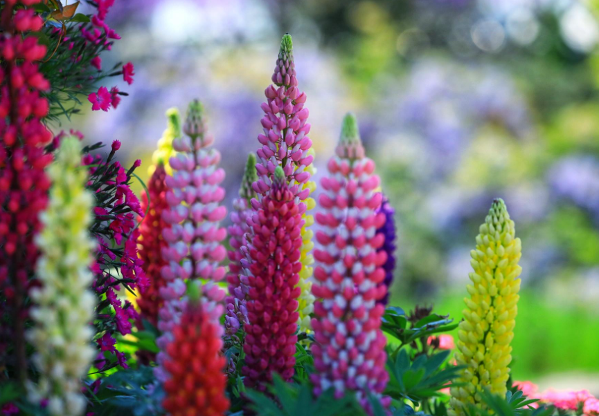 林芝鲁冰花海位置