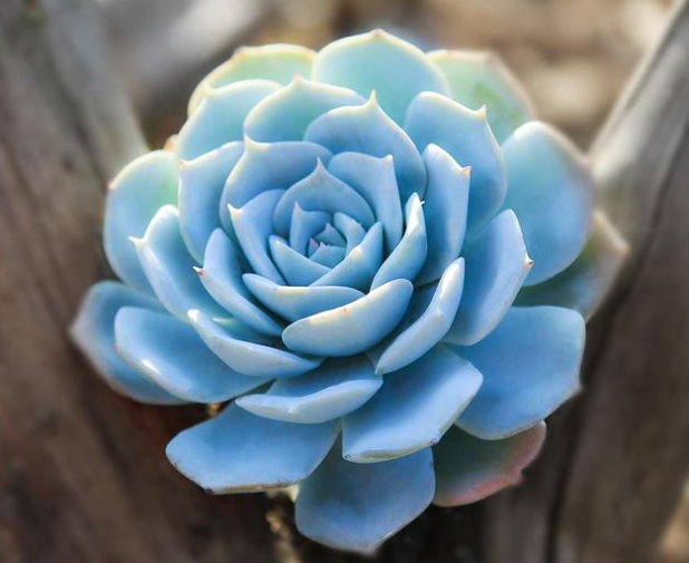 蓝石莲开花之后要咋处理