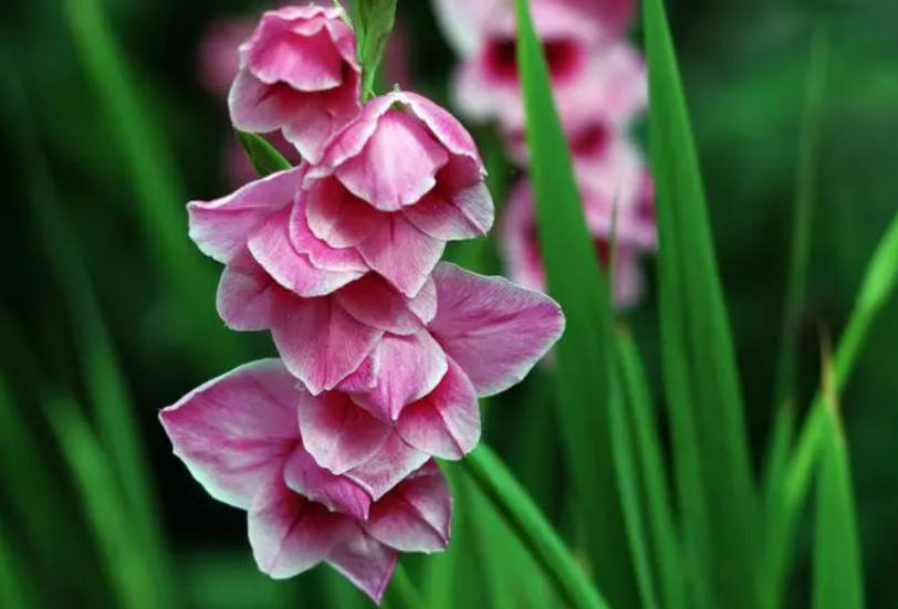 剑兰花适合家里养吗