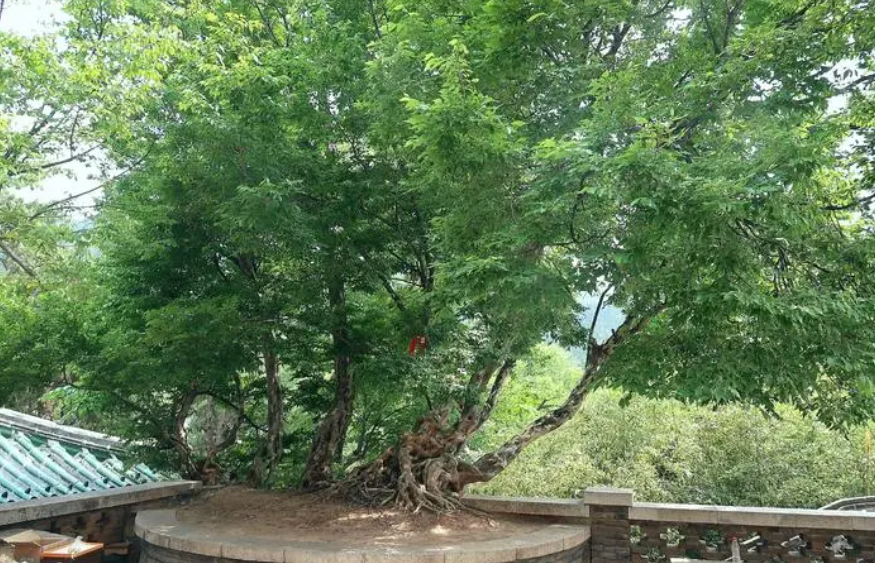 青檀树在室内养好吗