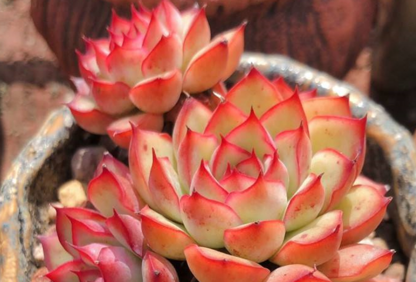 多肉荷花怎么养成老桩