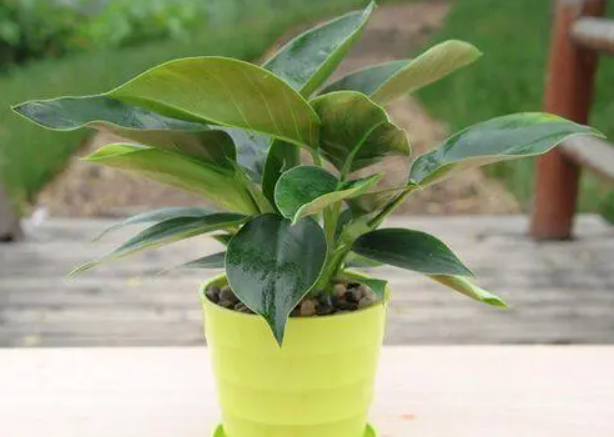 绿钻花什么时候需要换盆