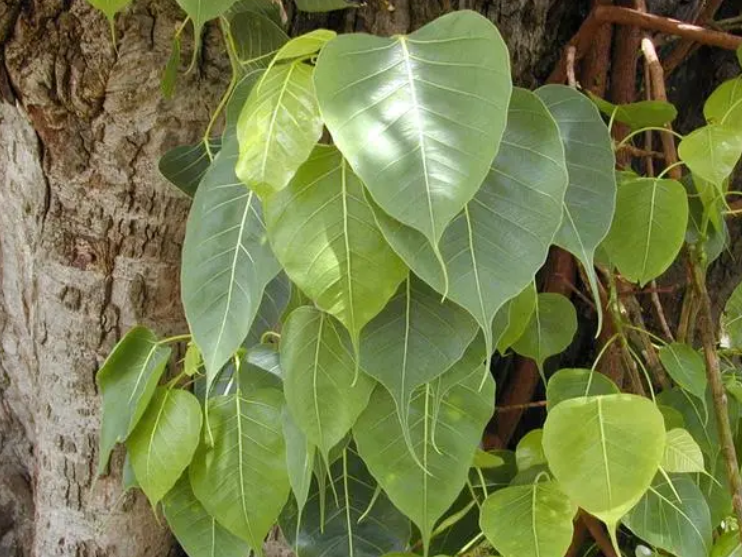 菩提树多久开一次花