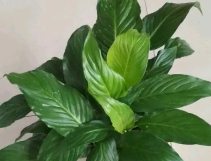 万年青用多大的花盆好