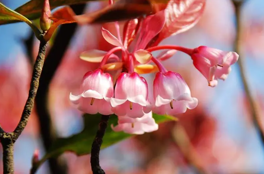 吊钟花全年开花吗