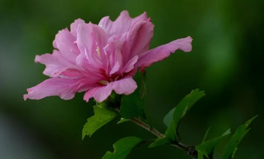 木槿花什么时候扦插最佳