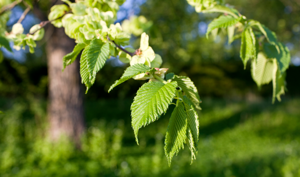 榆树扦插为什么要先晾上几天