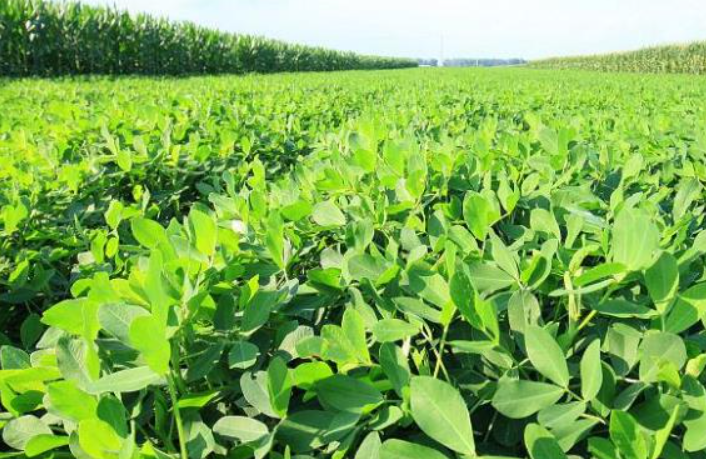 麦茬花生一般几月收获