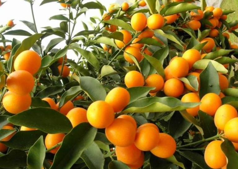 金桔树什么时候用磷酸二氢钾