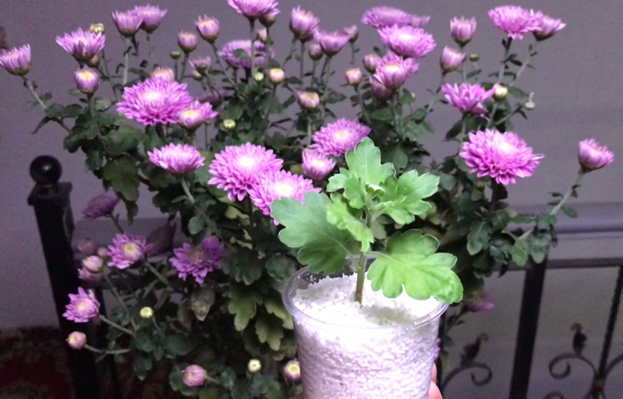 刚扦插的菊花能晒太阳吗