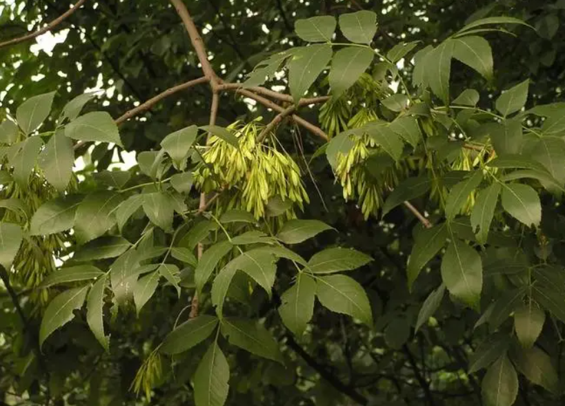 白蜡树枝夏天能扦插吗