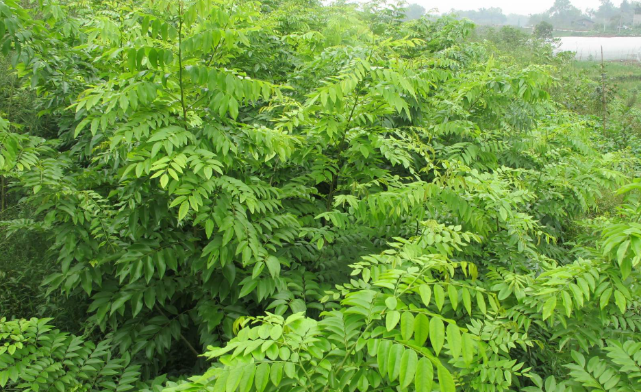 黄花梨树苗适合哪些地方种植