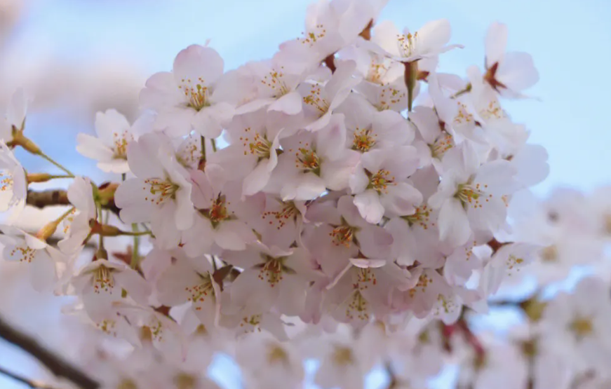 芝樱花夏天可以播种吗