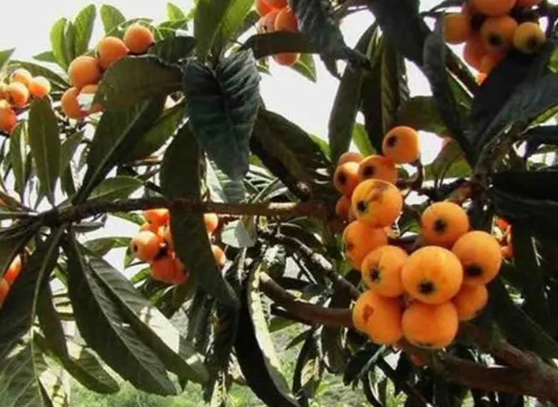 门口有枇杷树怎么破解