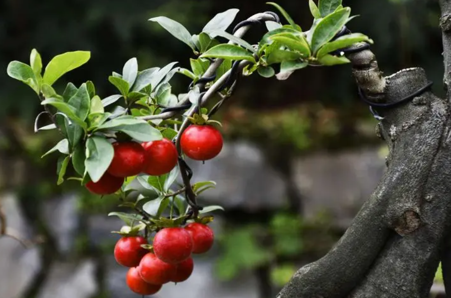 金弹子树生长在哪里