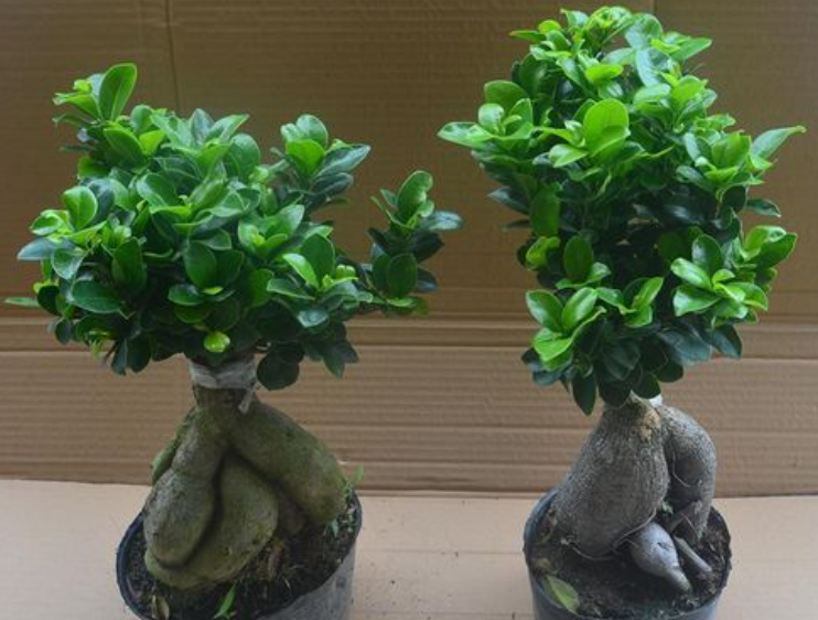 室内榕树盆景怎么养护