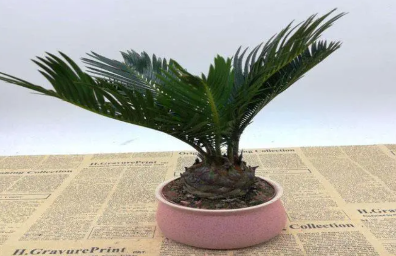 小型铁树盆景养殖方法