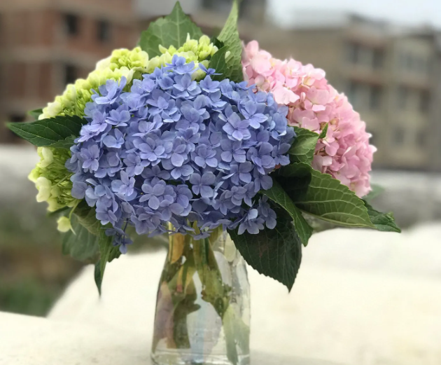 水养绣球花怎么养