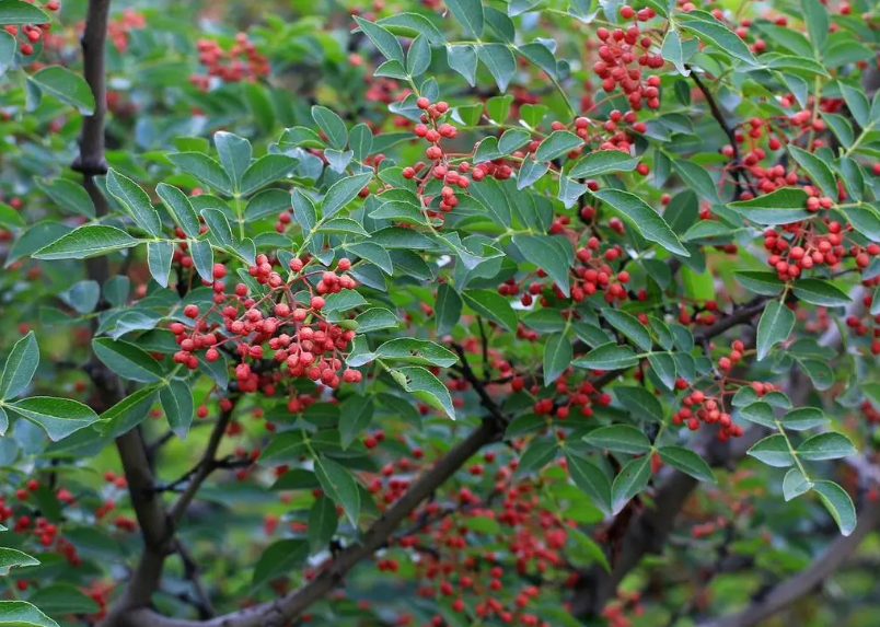 三年花椒树修剪方法