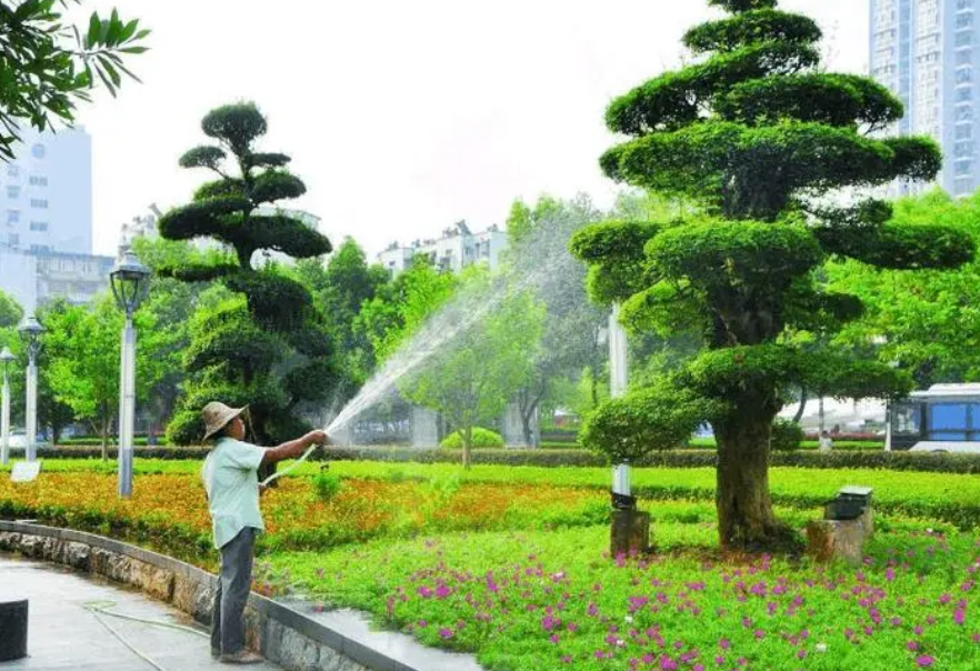 给树浇水浇什么位置最有效