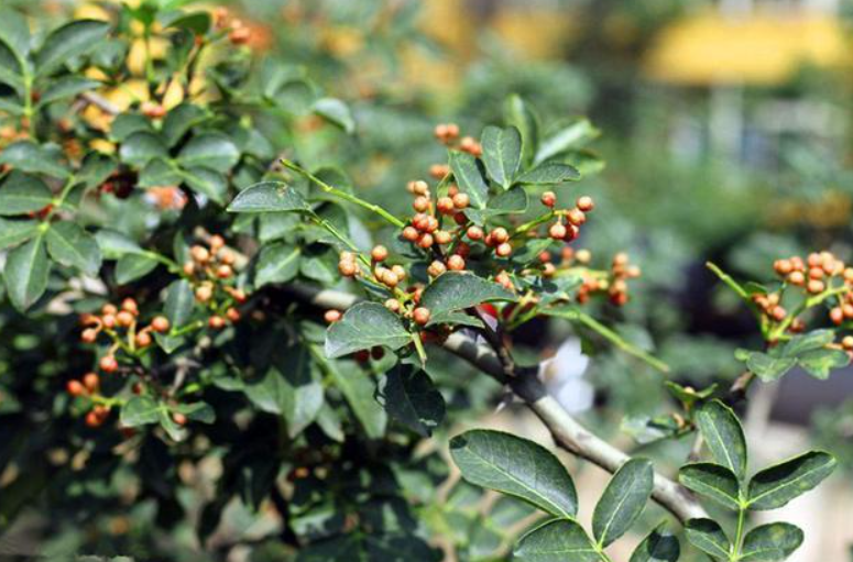 盆栽花椒能结果吗