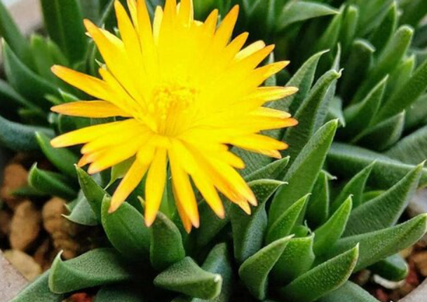 黄花照波叶子发软