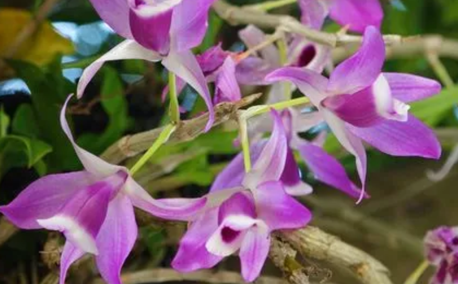 石斛开过花的老枝来年还会开花吗