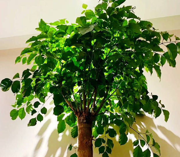 幸福树用什么土养最好