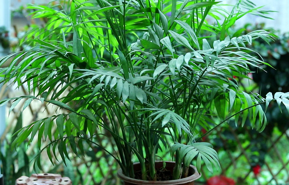 富贵椰子树怎样修剪