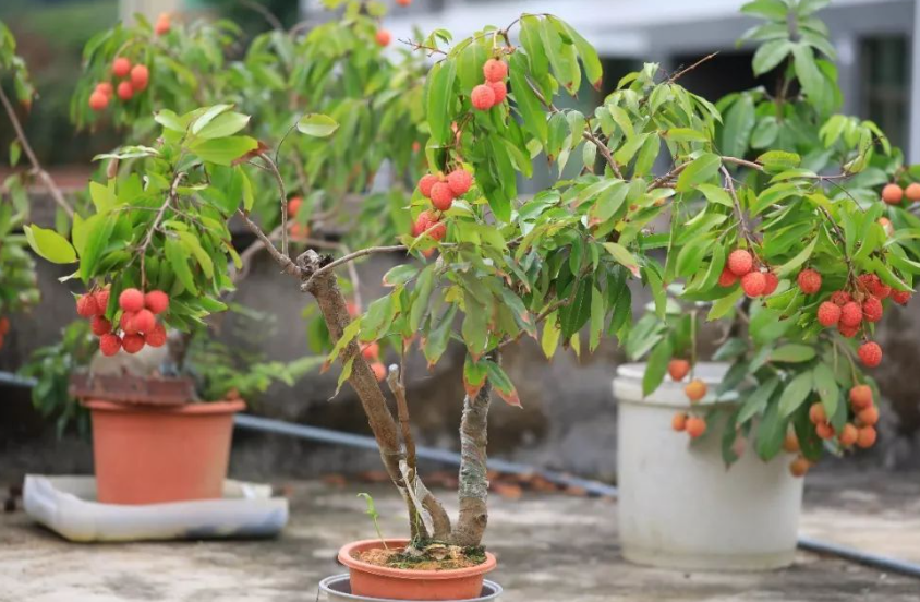 荔枝树盆栽好养吗能结果吗