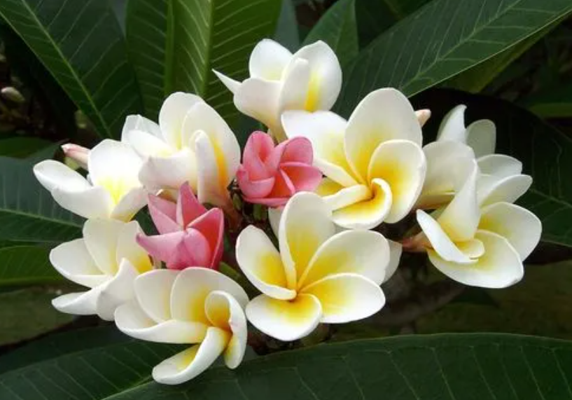 鸡蛋花修剪方法和时间