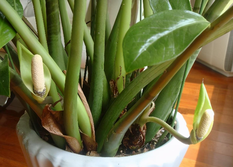 金钱树开花后要摘掉吗