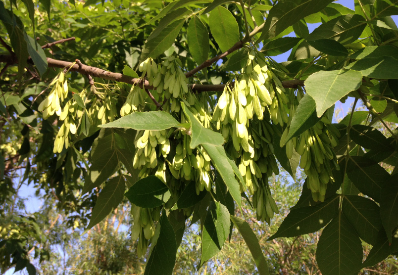 白蜡树的种植方法和主要价值