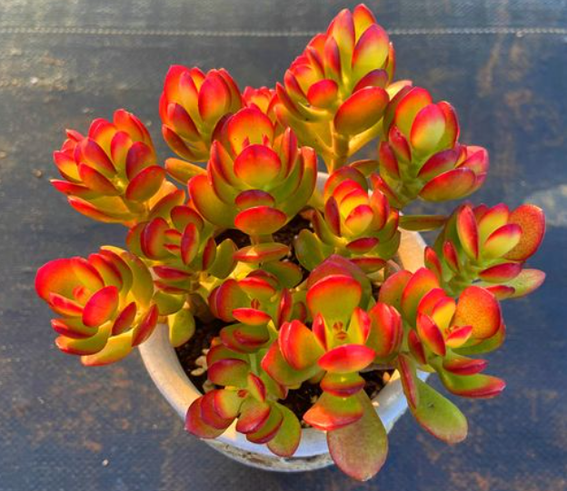 姬红花月会开花吗