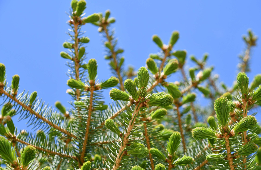 云杉树活了以后多久浇一次