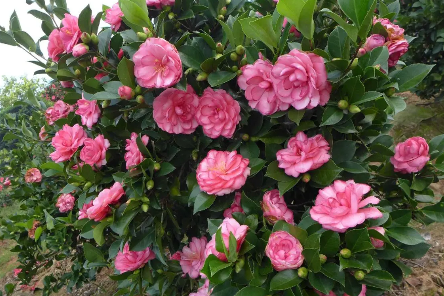 四季茶花北方好养吗