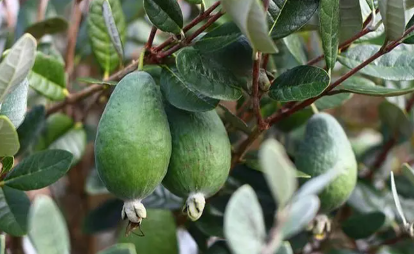 菲油果怎么看公母树