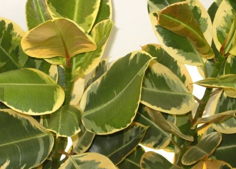 花叶橡皮树叶子像烧焦一样